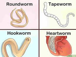 identify different dog worms worms in dogs different dogs