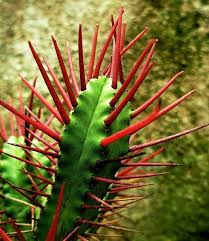 Euphorbia Enopla Succulent Gardening Cactus Plants Planting Succulents