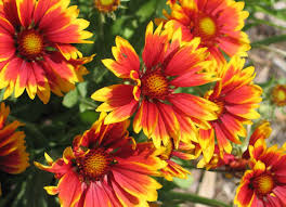 We did not find results for: 34 Native Plants For A Beautiful Garden Bob Vila