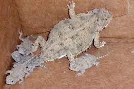 Short Horned Lizard Facts For Kids Naturemapping