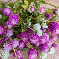 Image result for Gomphrena globosa
