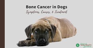 The pain from bone cancer will whittle away at your dog's spirit, while the cancer whittles away at the bone. Bone Cancer In Dogs Osteosarcoma Symptoms And Treatment