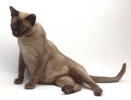 Feel around her belly for swelling or small lumps. Cat Pregnancy And Cat Mating