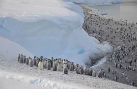 Where do emperor penguins live? Emperor Penguin Aptenodytes Forsteri Carnivora
