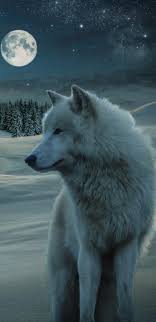 This wallpaper was upload at november 29 2017 upload by jennifer h. Wolf Phone Wallpapers Wallpaper Cave