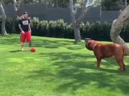 Messi's dog is too fortunate to play with the star. Lionel Messi Sons Play Keepaway From Their Massive Dog Video Sports Illustrated
