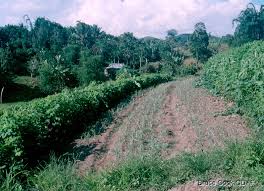 Image result for Desmodium nicaraguense