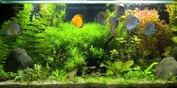 Dan setiap jenisnya memiliki bentuk, ukuran, corak dan warna yang berbeda. 8 Jenis Ikan Hias Air Tawar Kecil Sebagai Peliharaan Percantik Akuarium Merdeka Com