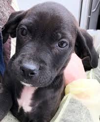 All dogs are fostered for at least 48 hours or five days, depending on age, prior to going to their forever homes. Midcoast Humane On Twitter Puppy Palooza 70 Pups Rescued From Mississippi Are Up For Adoption Today At Midcoast Humane In Brunswick 12 6pm And At Stars Fine Jewelry In Damariscotta 10am 2pm Https T Co Jlghvzqq9i
