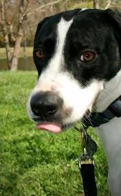 Black And White English Pointer Puppy Jones The Pointer Mix English Pointer Dog English Pointer Dogs