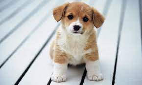 Chó vào nhà là điềm gì cho gia chủ - Chọn giá đúng