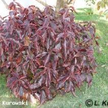 Image result for Acalypha nyasica