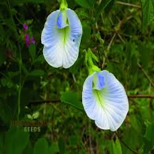 Image result for Clitoria ternatea