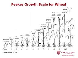 Identifying Wheat Growth Stages Using The Feekes Scale