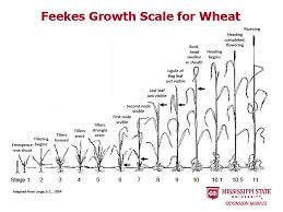 identifying wheat growth stages using the feekes scale