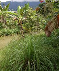 Stream tracks and playlists from serai wangi on your desktop or mobile device. Well Being Landscape Serai Wangi Suria Helang Lui