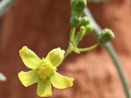 Image result for Kedrostis nana