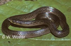 Image result for Atractus modestus