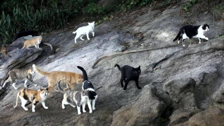 Gatos domésticos ameaçam fauna da Ilha do Mel e mobilizam campanha por castração e adoção responsável