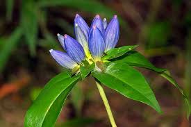 Check spelling or type a new query. 11 Native Blue Flowers For The Garden Gardener S Path