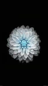 Wallpaper Ac92 Wallpaper Apple Iphone6 Plus Ios8 Flower Blue Flower Iphone Wallpaper Flower Background Iphone Htc Wallpaper