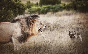 Dont miss new series — press the bell!animation series versus by tvigle.ru. Herunterladen Hintergrundbild Lion Vs Wildkatze Wildlife Afrika Grossen Lowen Gefahrliche Tiere Fur Desktop Kostenlos Hintergrundbilder Fur Ihren Desktop Kostenlos