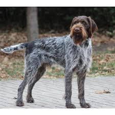 Image result for německý ohař drátosrstý stavba těla