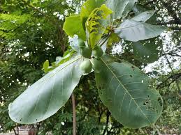 Image result for Terminalia catappa