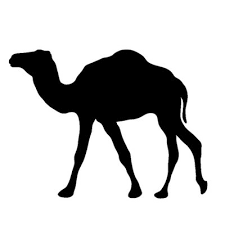 The llama, the alpaca, the guanaco. The Dusty Camel On Twitter Ladies And Gentlemen Boys And Girls Allow Me To Introduce To You The Official Trailer For As It Happens Http T Co 3d7wjuok