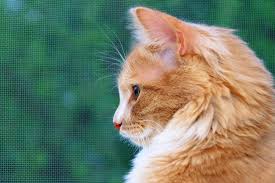 13,000+ vectors, stock photos & psd files. Orange Cat Names 150 Best Picks For Your Ginger Kitty Daily Paws