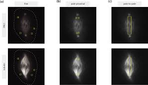 Modeling and mechanical perturbations reveal how spatially regulated  anchorage gives rise to spatially distinct mechanics across the mammalian  spindle