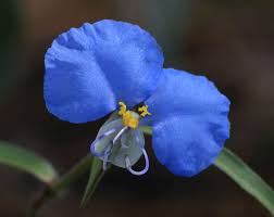Image result for Commelina congesta