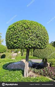 Neben unseren gartenbonsais haben wir eine exklusive auswahl an pflanzen & bäumen. Pin Auf Mix Ideas