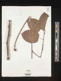 Image result for Triclisia