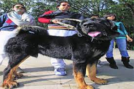 India Does Not Have Any Rule That Bans Deadly Dog Breeds As Pets Indian Express
