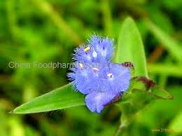 Image result for Cyanotis vaga