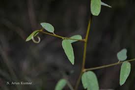 Image result for Helinus