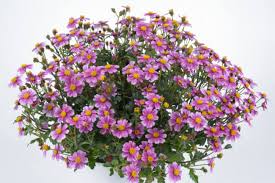 Image result for Bidens