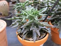 Image result for Kalanchoe hametiorum