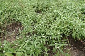 Image result for Athroisma