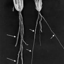 Image result for Stipagrostis uniplumis