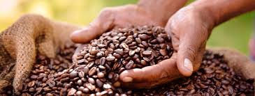 We did not find results for: Tasty Arabica Coffee Grown In Uganda Best Uganda Coffee