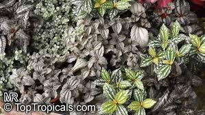 Image result for Pilea angolensis