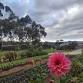 Flower Farm Devonshire Tea Experience for Two event image