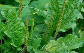 Untuk obat demam, gunakan 15 gram daun segar direbus. Herbal Daun Sendok