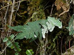 Image result for Aleuritopteris welwitschii