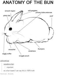 Anatomy Of The Bun Proper Anatomy Know Your Meme