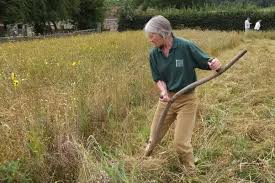 More images for how to mow tall grass » Which Is The Best Tool To Cut An Overgrown Lawn Quora