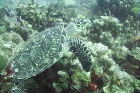 The habitat of hawksbill hatchlings and juveniles in the pacific is unknown. 25 Facts About Hawksbill Sea Turtles Wildlife Informer