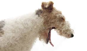 Maybe you would like to learn more about one of these? 9 Ways To Treat Kennel Cough In Dogs Based On Science